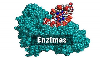 3 2 enzimas
