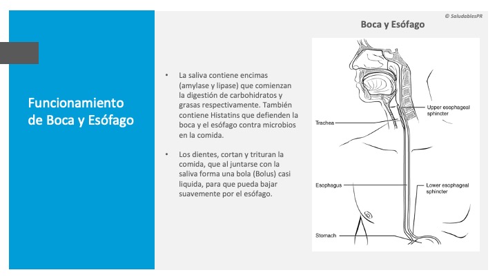 Boca esofago